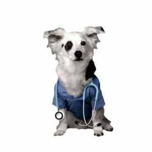 animated dog dressed as a doctor
