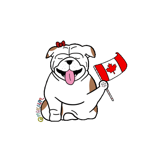 white and brown French bulldog puppy is waving a Canadian flag