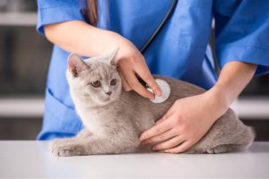Veterinarian Jobs in Canada
