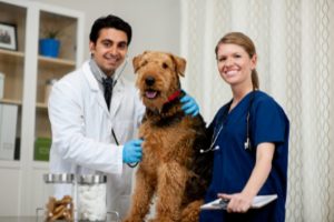 Veterinarian Jobs in Canada