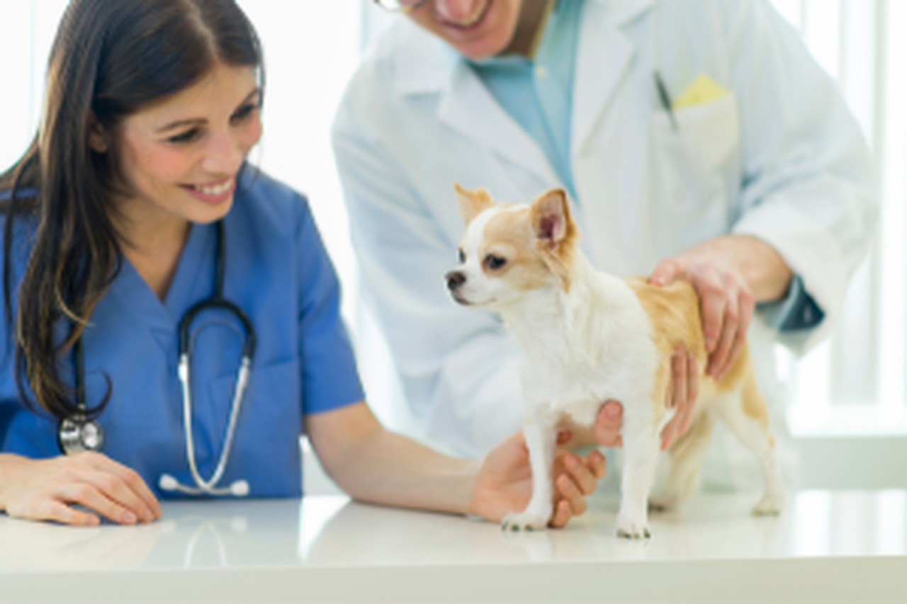 Veterinarian Jobs in Canada