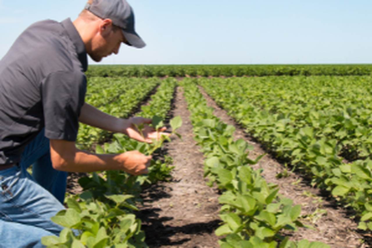 Agricoltura Lavori in Canada per stranieri | Immagine in primo piano